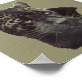 Black Jaguar Poster (Hoek)