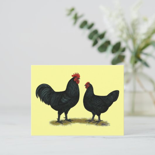 Black Java Chickens Briefkaart (Staand voorkant)