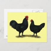 Black Java Chickens Briefkaart (Voorkant / Achterkant)