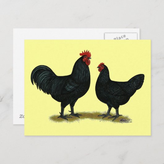 Black Java Chickens Briefkaart (Voorkant / Achterkant)