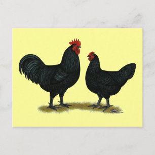 Black Java Chickens Briefkaart