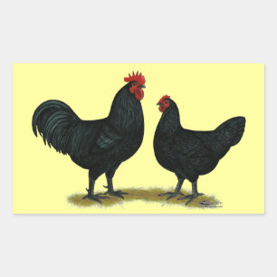 Black Java Chickens Rechthoekige Sticker