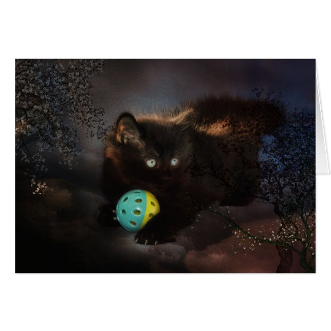 Black Jellybean (Voorkant Horizontaal)