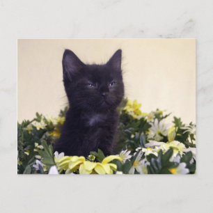 Black Kitten "De blik" Briefkaart