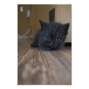 Black Kitten Foto Afdruk