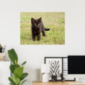 Black Kitten in Grass Poster (Thuiskantoor)