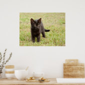 Black Kitten in Grass Poster (Keuken)