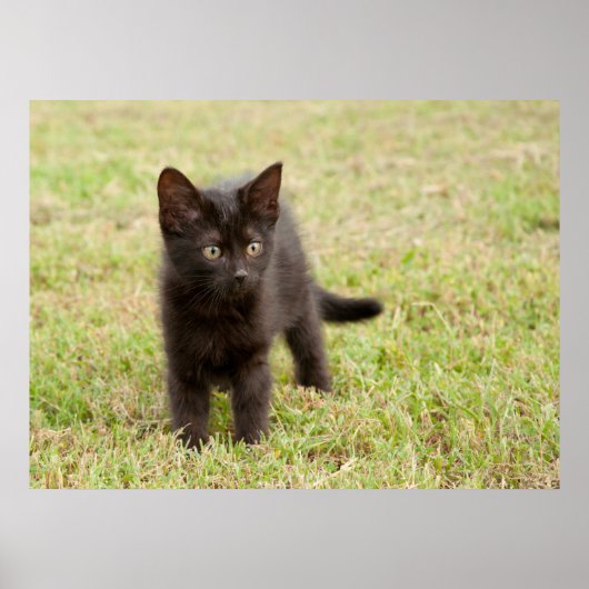 Black Kitten in Grass Poster (Voorkant)