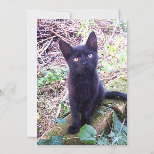 Black Kitten Kaart (Voorkant)