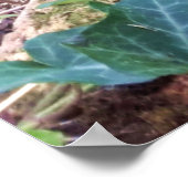 Black Kitten Poster (Hoek)