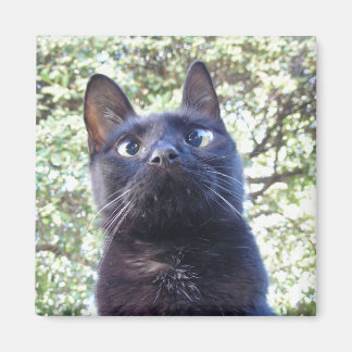 Black Kitty Cat Magneet