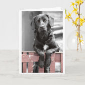 Black Lab à la carte de voeux Red Gate (Fleur jaune)