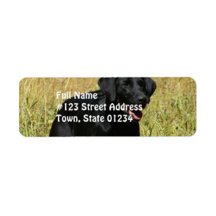 Black Lab en Étiquettes de messagerie sur le terra