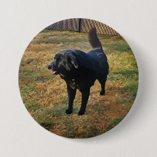 Black Lab in de Herfst zon Button