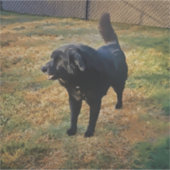 Black Lab In The Fall Sun Custom-Cut Vinyl Sticker (Devant)