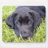Black Lab mousepad Muismat (Voorkant)