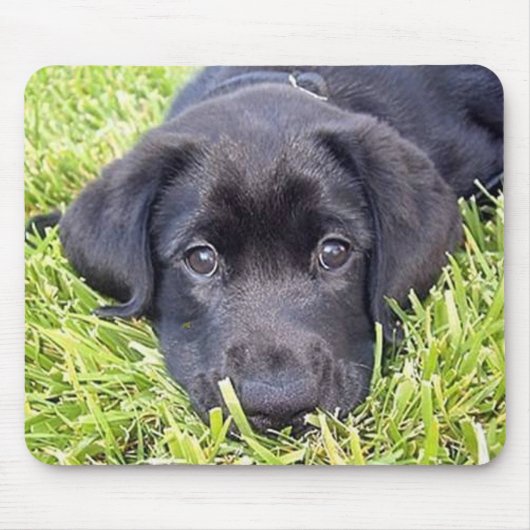 Black Lab mousepad Muismat (Voorkant)