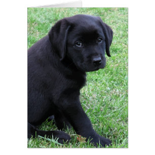 Black Lab Puppy