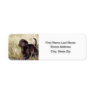 Black Lab Puppy Etiket