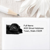 Black Lab Puppy Mailing Label (Insitu)