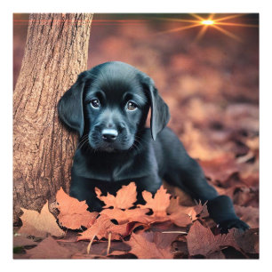 Black Lab Puppy Photo Enlaring Foto Afdruk
