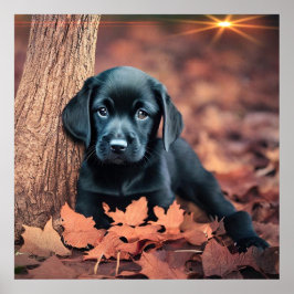 Black Lab Puppy Poster