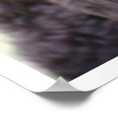 Black Labradoodle Poster (Hoek)