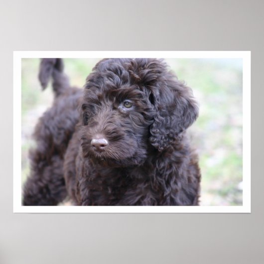 Black Labradoodle Poster (Voorkant)