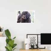 Black Labradoodle Poster (Thuiskantoor)