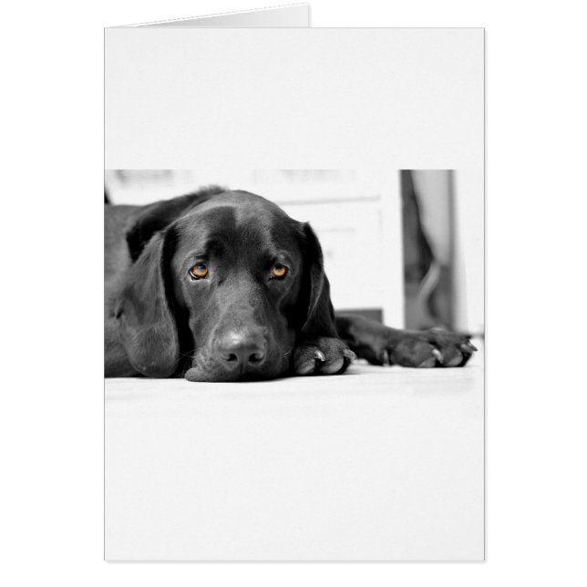 Black Labrador (Devant)