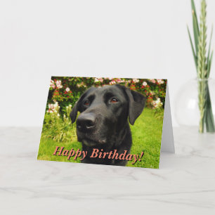 Black labrador birthday card kaart