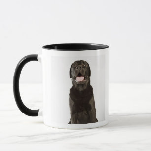 Black Labrador (Canis familiaris), panting, Mok