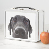 Black Labrador Closeup Portrait (In situ)