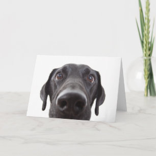 Black Labrador Closeup Portrait Kaart