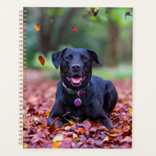 Black Labrador Dans Les Feuilles D'Automne