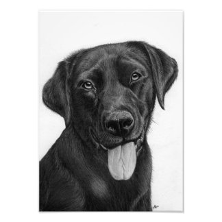 Black Labrador Extra Small Photo Enlaring Foto Afdruk