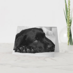 Black Labrador Get Well Card Kaart