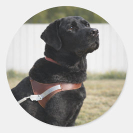 Black Labrador Guide Dog Graduation Envelope Seal Ronde Sticker