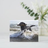 Black Labrador-herstelprogramma dat door surf loop Briefkaart (Staand voorkant)