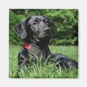 Black Labrador Magneet (Voorkant)