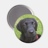 Black Labrador Magnet (Recto/Verso)