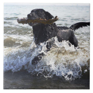 Black Labrador-opvrager die door het surf loopt; Tegeltje