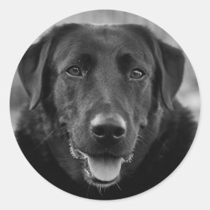 Black Labrador Photo Pet Dog Ronde Sticker