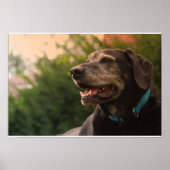 Black Labrador Poster (Voorkant)