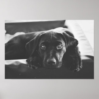 Black Labrador poster