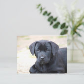 Black Labrador Puppy Briefkaart (Staand voorkant)