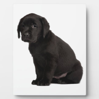 Black Labrador Puppy Fotoplaat