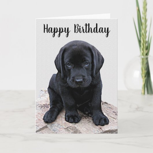 Black Labrador Puppy - Happy Birthday Kaart (Voorkant)