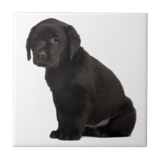 Black Labrador Puppy Tegeltje