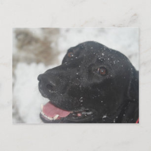 Black Labrador Retreiver Profile in Winter Postca Briefkaart